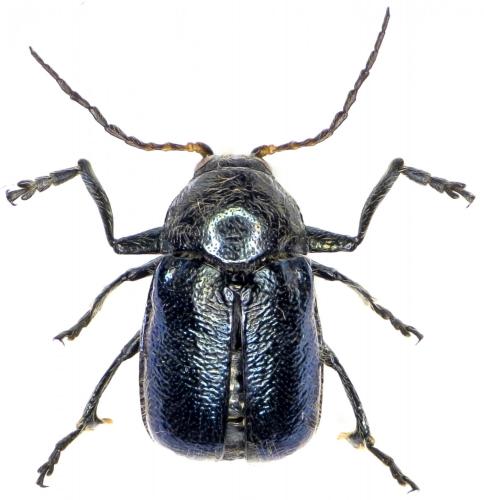 Réf. 240 249 : Cryptocephalus cyanipes